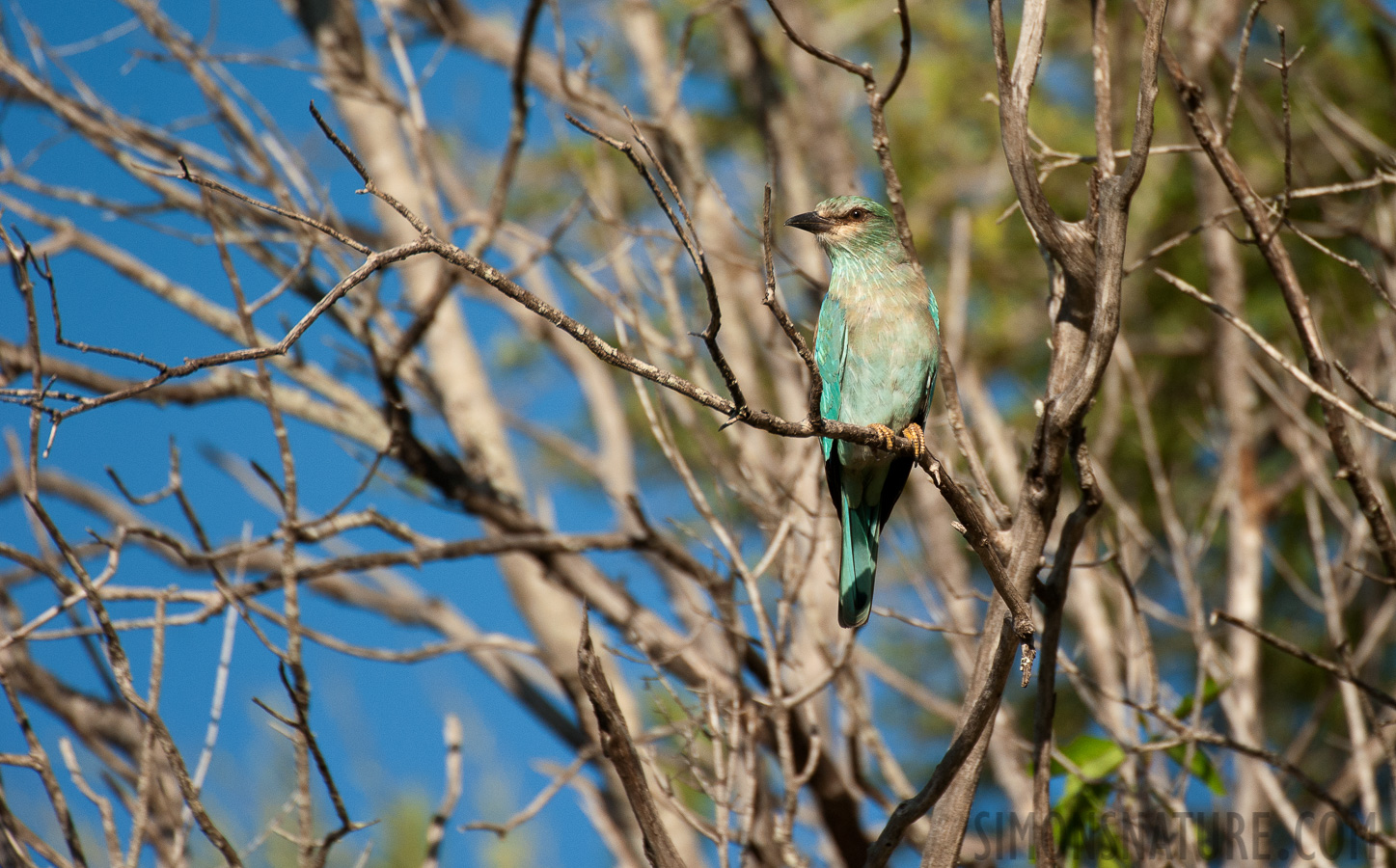 Coracias garrulus [550 mm, 1/3200 sec at f / 6.3, ISO 1000]